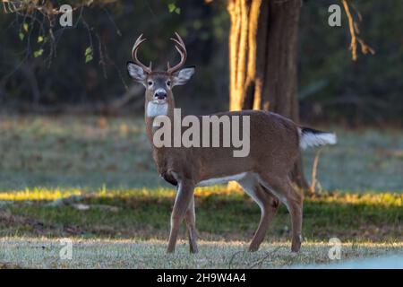 Cervi dalla coda bianca, Odocoileus virginianus, noto anche come il whitetail o il cervo della Virginia. Foto Stock