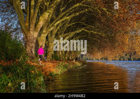 '01.11.2021, Germania, Renania settentrionale-Vestfalia, Essen - giovane donna che fa jogging sulla riva del lago sotto alberi con foglie autunnali. Autunno d'oro a Baldeneys Foto Stock