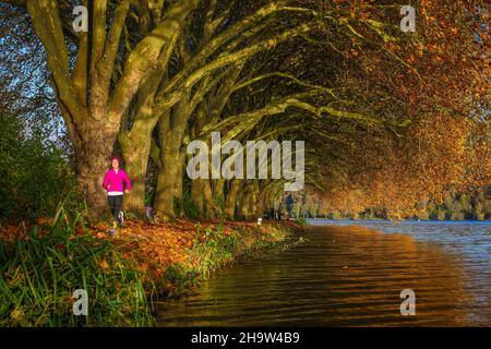 '01.11.2021, Germania, Renania settentrionale-Vestfalia, Essen - giovane donna che fa jogging sulla riva del lago sotto alberi con foglie autunnali. Autunno d'oro a Baldeneys Foto Stock