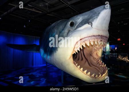 New York, Stati Uniti. 08th Dic 2021. Il Megalodon preistorico fa parte della nuova mostra squali all'American Museum of Natural History di New York, New York, il 8 dicembre 2021. La mostra è aperta al pubblico il 15 dicembre 2021. (Foto di Gabriele Holtermann/Sipa USA) Credit: Sipa USA/Alamy Live News Foto Stock