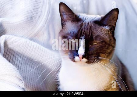Twinkie, un gatto siamese, è raffigurato in bianco, 9 gennaio 2017, a Coden, Alabama. Foto Stock