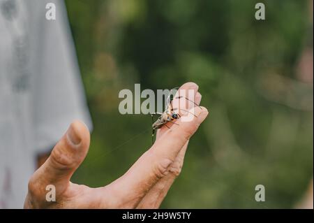 Ragno enorme su un dito di un maschio Foto Stock