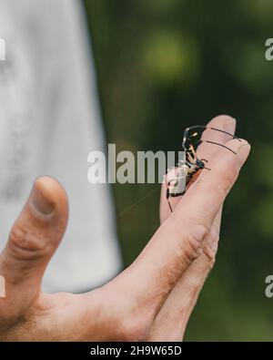 Ragno enorme su un dito di un maschio Foto Stock