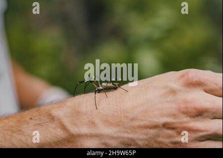 Ragno enorme su una mano di un maschio Foto Stock