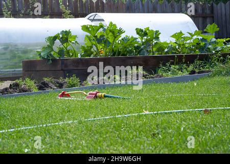 Una grande foglia verde di zucchine nel giardino. Zucchine che crescono nel terreno aperto. C'è un tubo per innaffiare piante sul prato. Foto di alta qualità Foto Stock