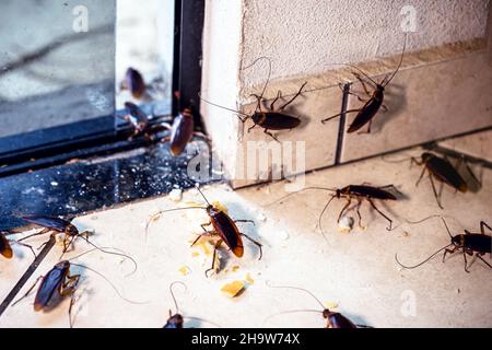 Scarafaggio Periplaneta, noto come scarafaggio rosso o scarafaggio americano, scarafaggi invadendo appartamento, interno attraverso la porta Foto Stock