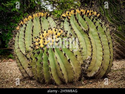 tre grandi piante di cactus verde che crescono nel giardino Foto Stock