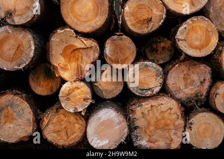 Immagine di sfondo delle estremità di tronchi di pino segato. Legna da ardere su fondo di legno. Legname industriale. Spazio di copia Foto Stock