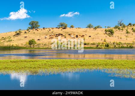 Vista sul lago di Biviere in una soleggiata giornata estiva, Parco Nazionale dei Nebrodi, Sicilia, Italia Foto Stock