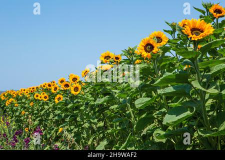 I girasoli sbocciano in un campo di fiori commerciali, Lompoc, California Foto Stock