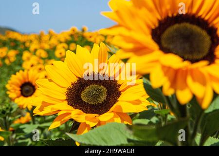 I girasoli sbocciano in un campo di fiori commerciali, Lompoc, California Foto Stock