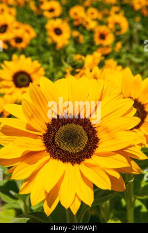 I girasoli sbocciano in un campo di fiori commerciali, Lompoc, California Foto Stock