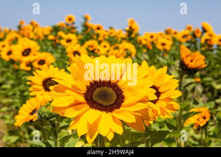 I girasoli sbocciano in un campo di fiori commerciali, Lompoc, California Foto Stock