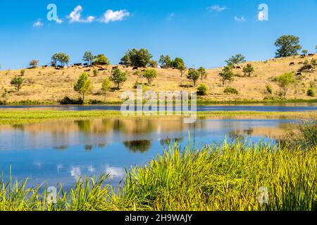 Vista sul lago di Biviere in una soleggiata giornata estiva, Parco Nazionale dei Nebrodi, Sicilia, Italia Foto Stock