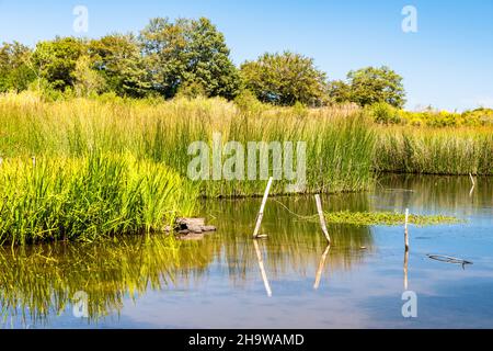 Vista sul lago di Biviere in una soleggiata giornata estiva, Parco Nazionale dei Nebrodi, Sicilia, Italia Foto Stock