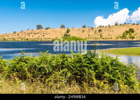 Vista sul lago di Biviere in una soleggiata giornata estiva, Parco Nazionale dei Nebrodi, Sicilia, Italia Foto Stock