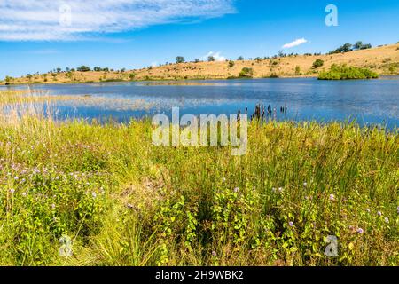 Vista sul lago di Biviere in una soleggiata giornata estiva, Parco Nazionale dei Nebrodi, Sicilia, Italia Foto Stock