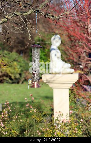 Blaumeise (Cyanistes caeruleus, SYN.: Parus caeruleus) an Vogel-Futterstelle mit Sonnenblumenkernen, im Hintergrund Buddha-Figur auf einer Säule Foto Stock