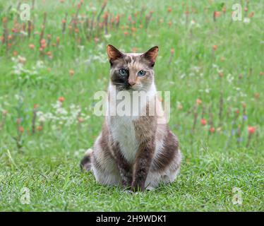 Gatto calico ferale in erba e fiori selvatici. Foto Stock