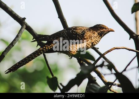 Vista laterale di un uccello koel asiatico femmina arroccato su un ramo d'albero sotto la luce del sole Foto Stock