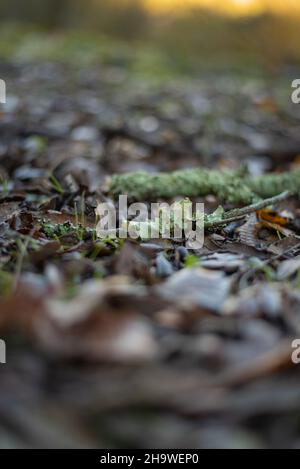 Lichen cresciuto su ramoscello asciutto su un letto di foglie. Foto Stock