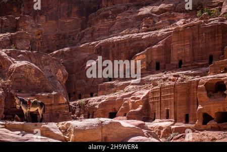 Un asino a Petra accanto alle tombe, il Giordano Foto Stock