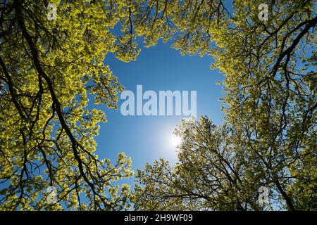 Sole splendente attraverso un albero di quercia Foto Stock