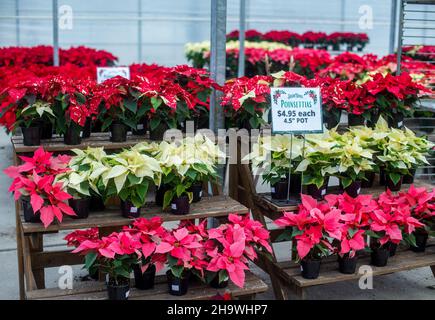 Poinsettias per la vendita un asilo nido Foto Stock