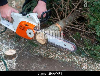 Taglio del tronco di un albero di Natale con una motosega Foto Stock