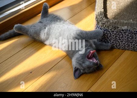 Il gatto è sbadiglio con la lingua e i denti visibili, sembra molto carino e divertente.Blue British Shortair Kitten dormire comodamente sul pavimento in legno nel Foto Stock