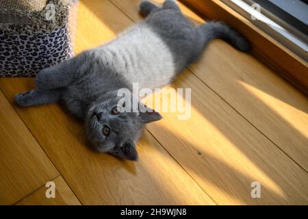 Blue British Shortair Kitten dormite comodamente sul pavimento in legno della camera. Vista dall'alto del corpo, luce del sole dalla finestra che si riversa nella stanza, c Foto Stock