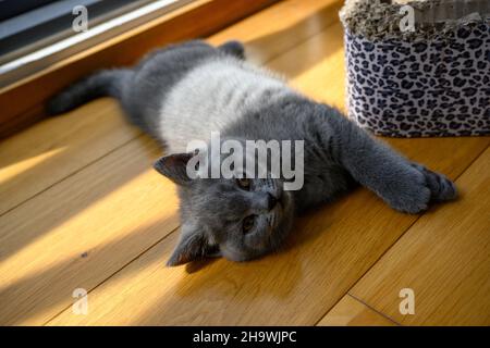 Blue British Shortair Kitten dormite comodamente sul pavimento in legno della camera. Vista dall'alto del corpo, luce del sole dalla finestra che si riversa nella stanza, c Foto Stock