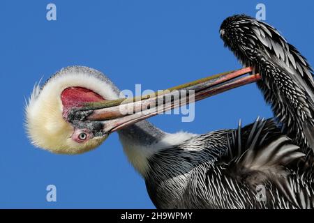 Preparazione del pellicano marrone (grooming le sue piume), California del sud Foto Stock