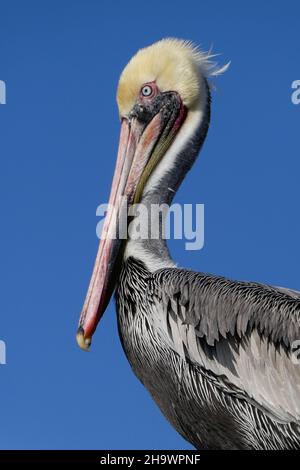 Ritratto di pellicano marrone, Huntington Beach, California Foto Stock