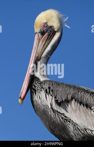 Ritratto di pellicano marrone, Huntington Beach, California Foto Stock