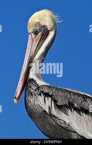 Ritratto di pellicano marrone, Huntington Beach, California Foto Stock