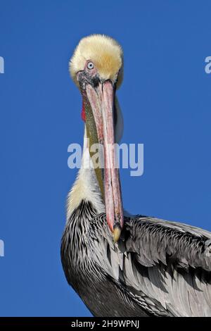 Ritratto di pellicano marrone, Huntington Beach, California Foto Stock