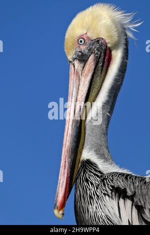 Ritratto di pellicano marrone, Huntington Beach, California Foto Stock