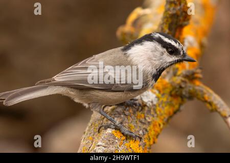 Montagna chickadee (Poecile Gambeli), Cabin Lake Viewing Blind, Deschutes National Forest, Oregon Foto Stock