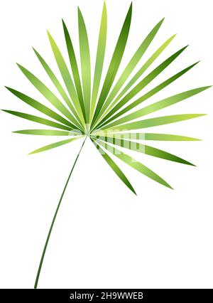 Ramo foglie di palma. Albero tropicale verde fogliame Illustrazione Vettoriale
