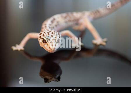 Vista frontale di Leopard Gecko. Foto Stock