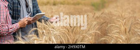 Agronomo e agricoltore che controllano i dati in un campo di grano con una tavoletta e un raccolto di esaminazione. Foto Stock