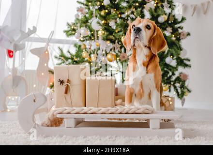 Beagle cane nel periodo di Natale Foto Stock