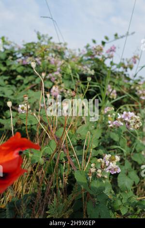 Primo piano di un hedgerow di campagna inglese con papaveri e brambles nel sole estivo guardando fino al cielo Foto Stock