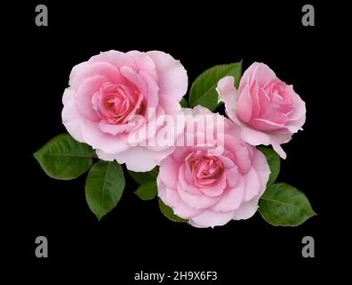 Delicate rose rosa con foglie verdi isolate su sfondo nero Foto Stock