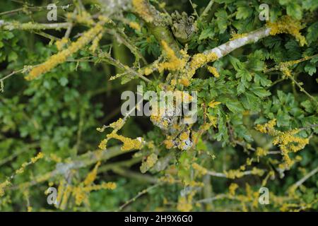 Primo piano di una siepe di Hawthorn con una copertura di lichen (Xantoria parietina) catturata nella luce estiva Foto Stock