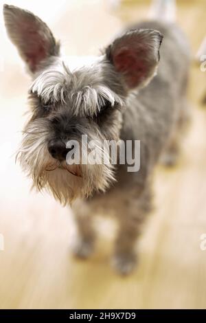 piccolo cane grigio schnauzer in casa Foto Stock