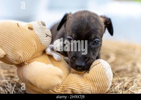 Una brindle di un mese Jack Russell si trova su un pacco di fieno. Il cucciolo guarda curiosamente un orsacchiotto. Fuori per la prima volta, temi animali, selettivo Foto Stock