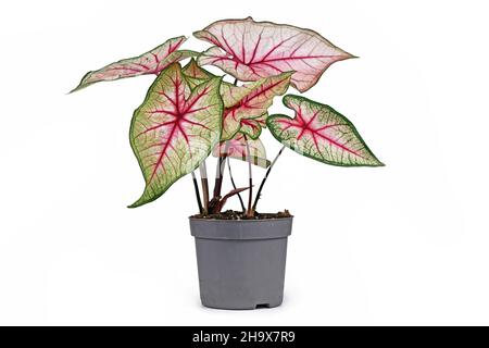 Pianta tropicale 'Caladium White Queen' con foglie bianche e vene rosa in vaso isolato su sfondo bianco Foto Stock