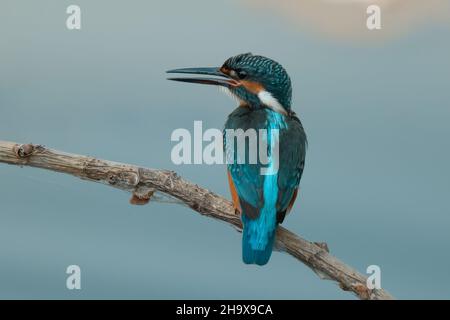 Сommon Martin pescatore. L'uccello si siede su un bel ramo sopra il fiume in attesa di un pesce. Foto Stock